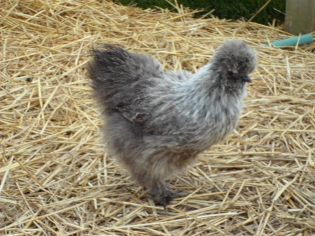 GINETTE (petit surnom qui lui va bien)