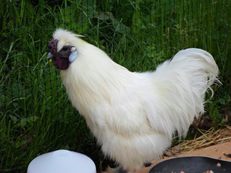 mon coq Batman (encore un surnom)